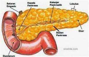 Gambar Kelenjar Pankreas