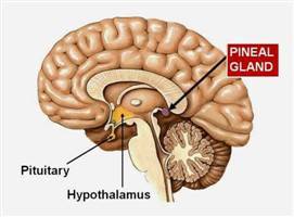 Gambar Kelenjar Pineal