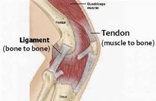 Gambar Ligamen