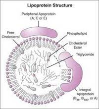 Gambar Lipoprotein