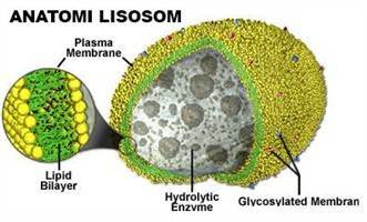 Gambar Lisosom