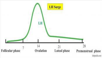 Gambar Luteinizing Hormone