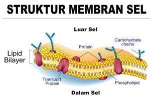 Gambar Membran Sel