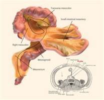 Gambar Mesenterium