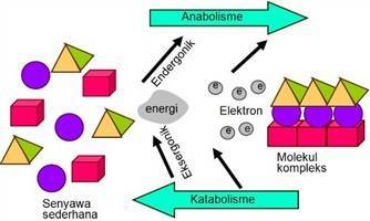 Gambar Metabolisme