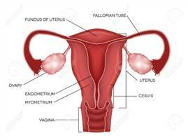 Gambar Miometrium