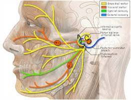 Gambar Nervus Fasialis