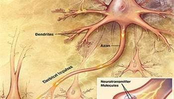 Gambar Neurotransmiter