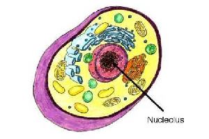 Gambar Nukleolus