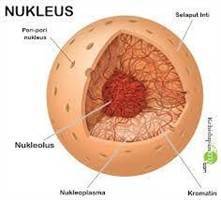 Gambar Nukleus