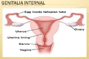 Gambar Organ Genitalia Interna