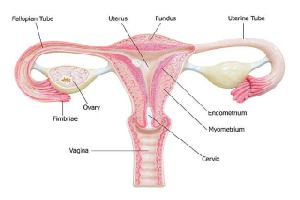 Gambar Organ Genitalia