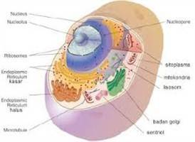 Gambar Organel