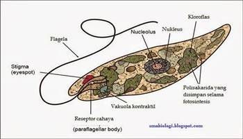 Gambar Organisme Uniseluler