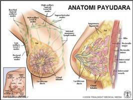 Gambar Payudara