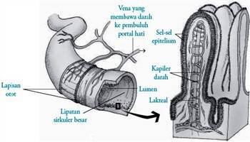 Gambar Pembuluh Lakteal