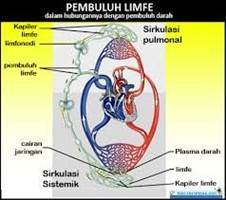 Gambar Pembuluh Limfe