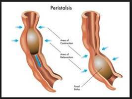 Gambar Peristaltik