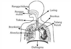 Gambar Pernapasan