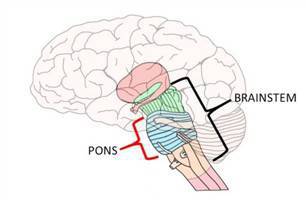 Gambar Pons