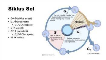 Gambar Proliferasi Sel