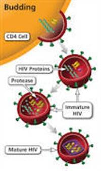 Gambar Protease Inhibitor