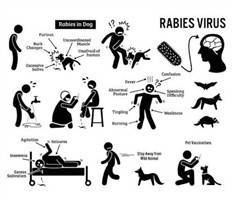 Gambar Rabies
