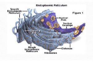 Gambar Retikulum Endoplasma