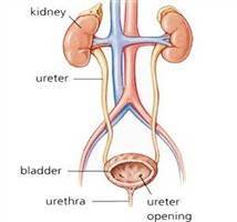 Gambar Saluran Kemih