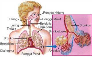 Gambar Saluran Pernapasan