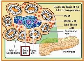 Gambar Sel Beta Pankreas