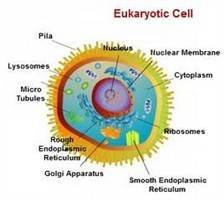 Gambar Sel Eukariotik