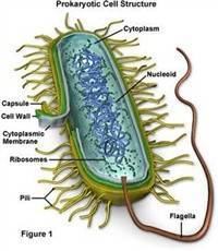 Gambar Sel Prokariotik