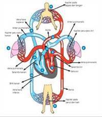 Gambar Sirkulasi Darah