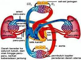 Gambar Sirkulasi