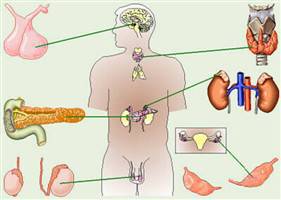 Gambar Sistem Endokrin