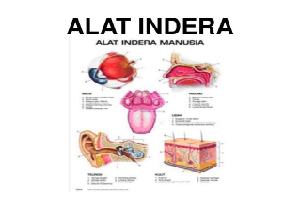 Gambar Sistem Indera