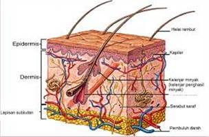 Gambar Sistem Integumen