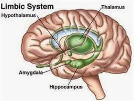 Gambar Sistem Limbik