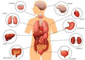 Sistem Organ : Definisi, Jenis, Embriologi & Patofisiologi