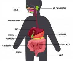 Gambar Sistem Pencernaan