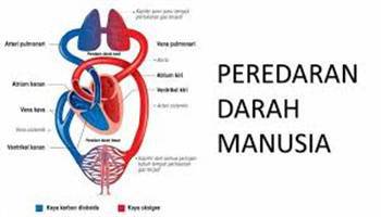 Gambar Sistem Peredaran Darah