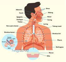 Gambar Sistem Pernapasan