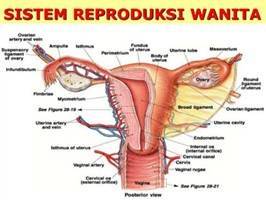 Gambar Sistem Reproduksi Wanita