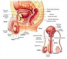Gambar Sistem Reproduksi