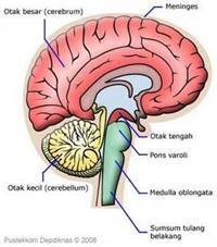 Gambar Sistem Saraf Pusat