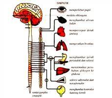 Gambar Sistem Saraf Simpatik