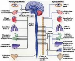 Gambar Sistem Saraf