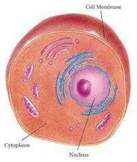 Gambar Sitoplasma