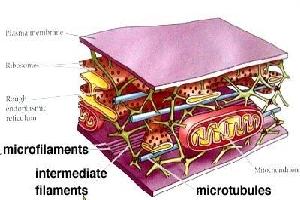 Gambar Sitoskeleton